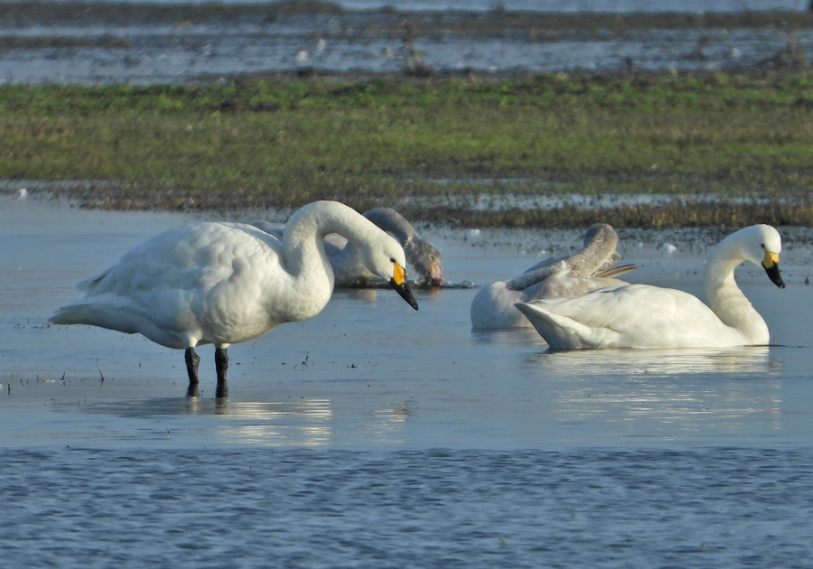 Cygnus bewickii Bewicks Swan Kleine Zwaan